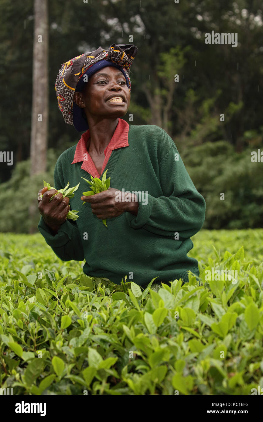 Selector de té, Kakamega, Bosque, selva tropical, Kenya, plantación de té utilizado como amortiguador para proteger los bosques naturales Foto de stock