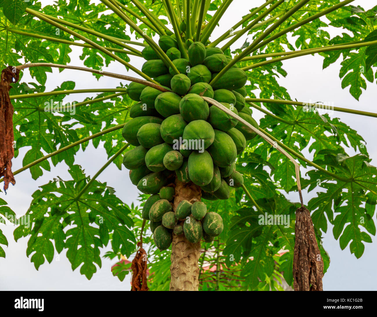 Buen árbol de papaya teniendo mucha fruta verde en la zona tropical
