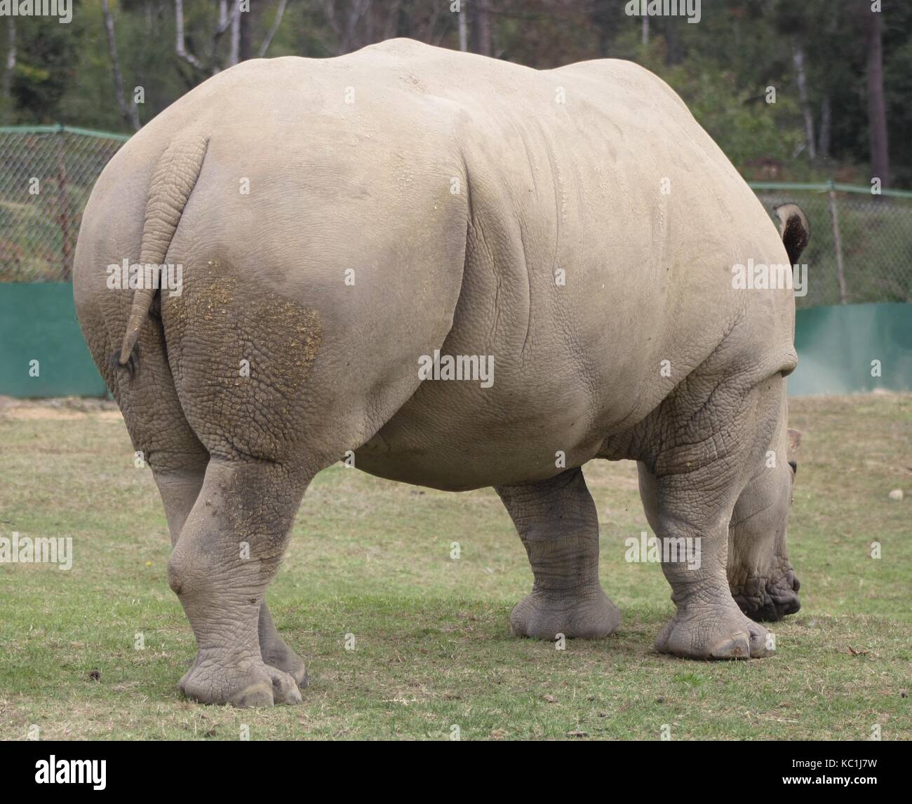 El rinoceronte blanco (Ceratotherium simum) (1) Foto de stock