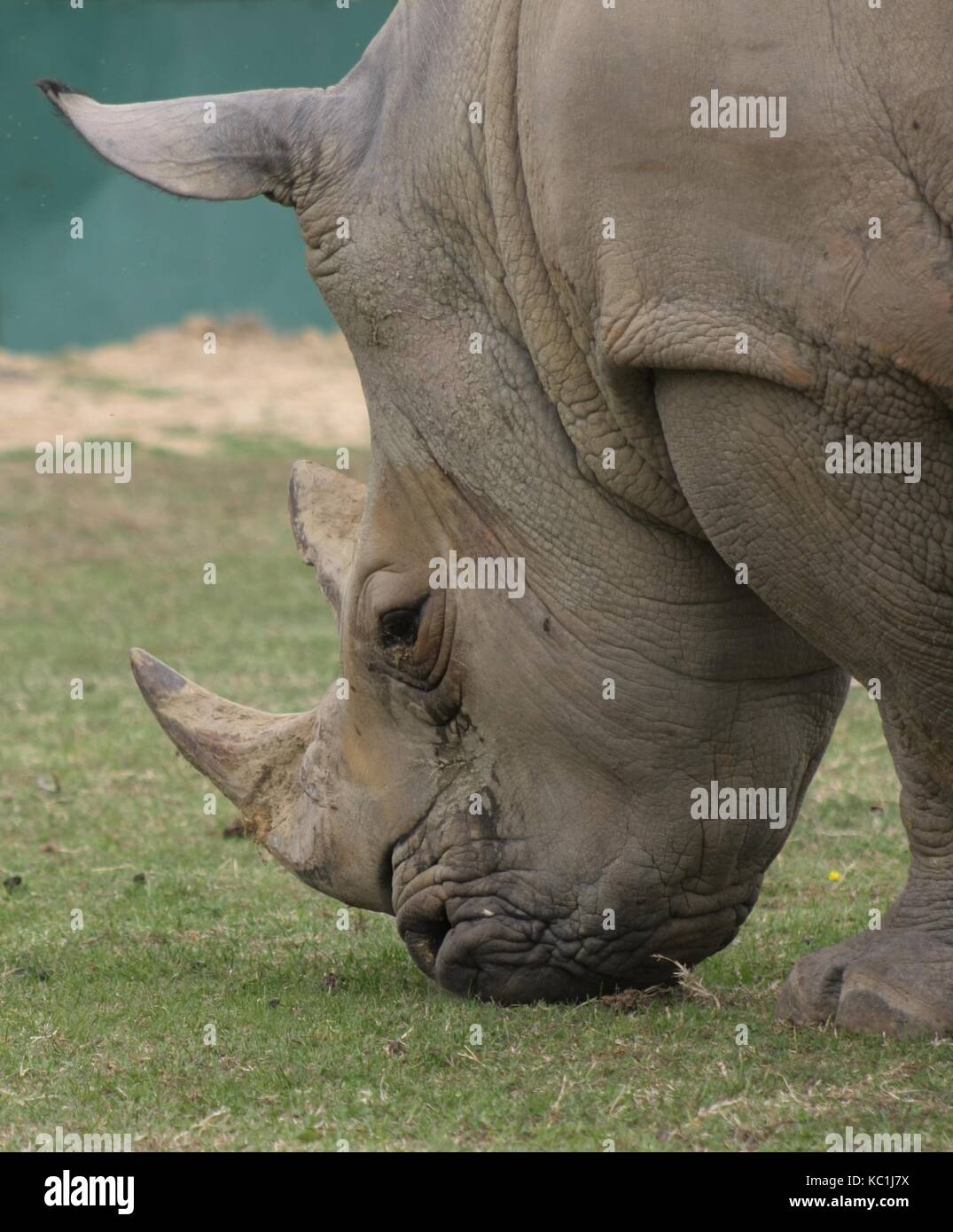 El rinoceronte blanco (Ceratotherium simum) (2) Foto de stock