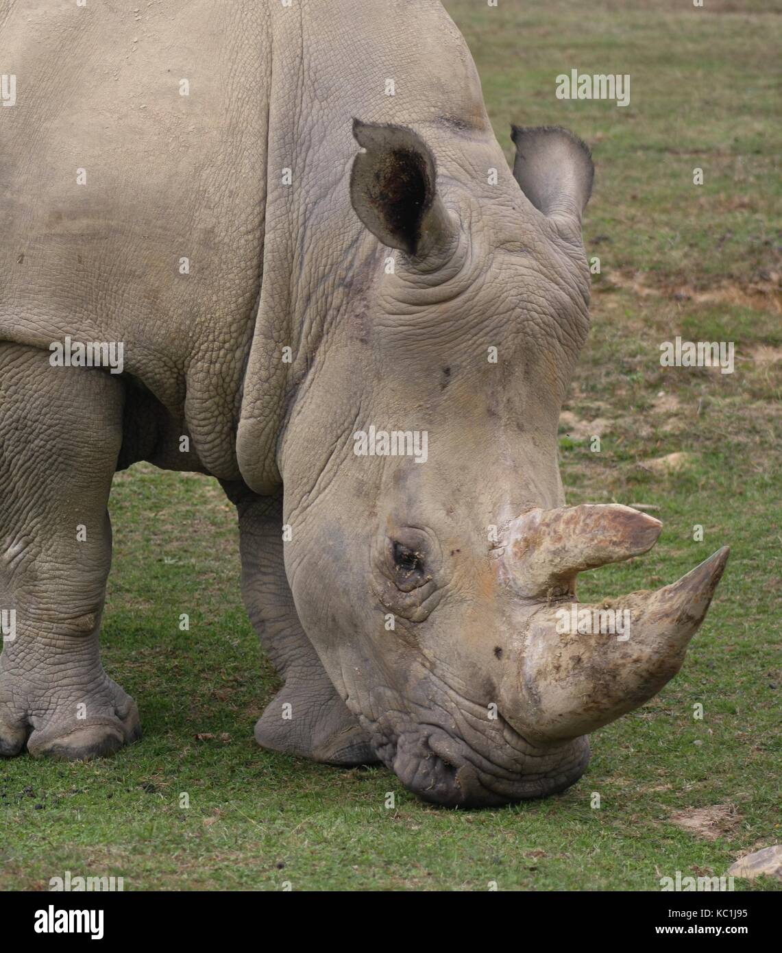 El rinoceronte blanco (Ceratotherium simum) (4) Foto de stock