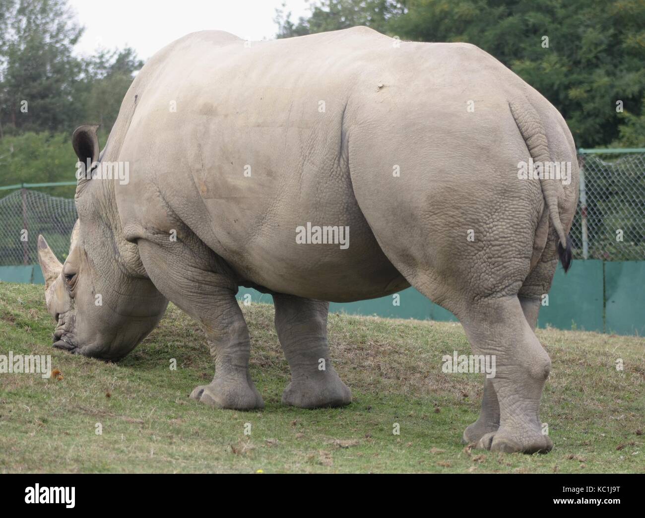 El rinoceronte blanco (Ceratotherium simum) (6) Foto de stock