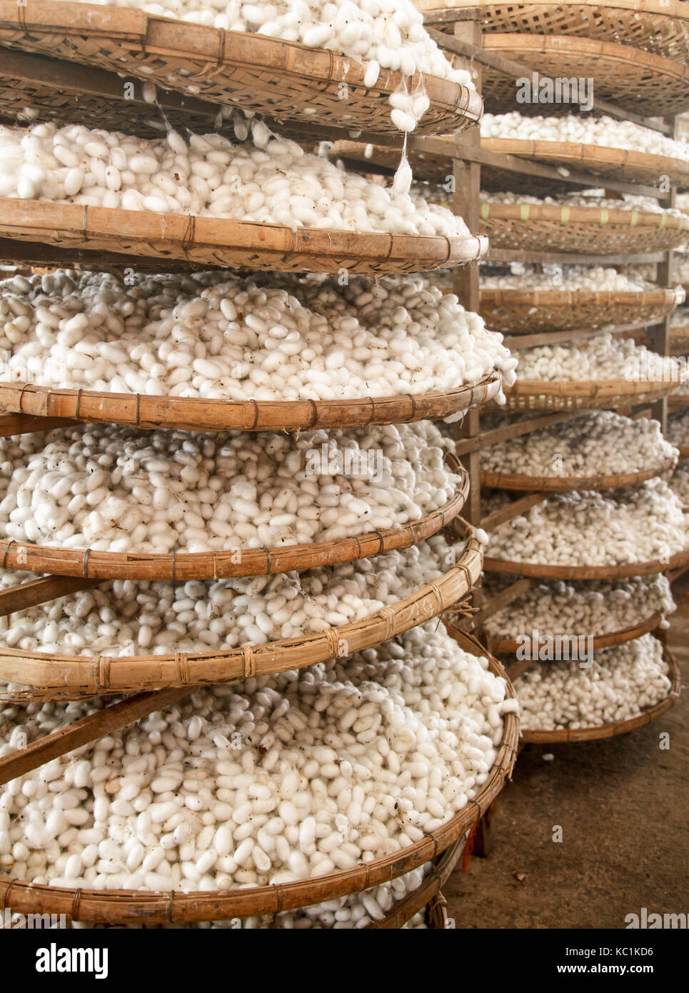 Los canastos con capullos de seda en una fábrica de seda Fotografía de  stock - Alamy