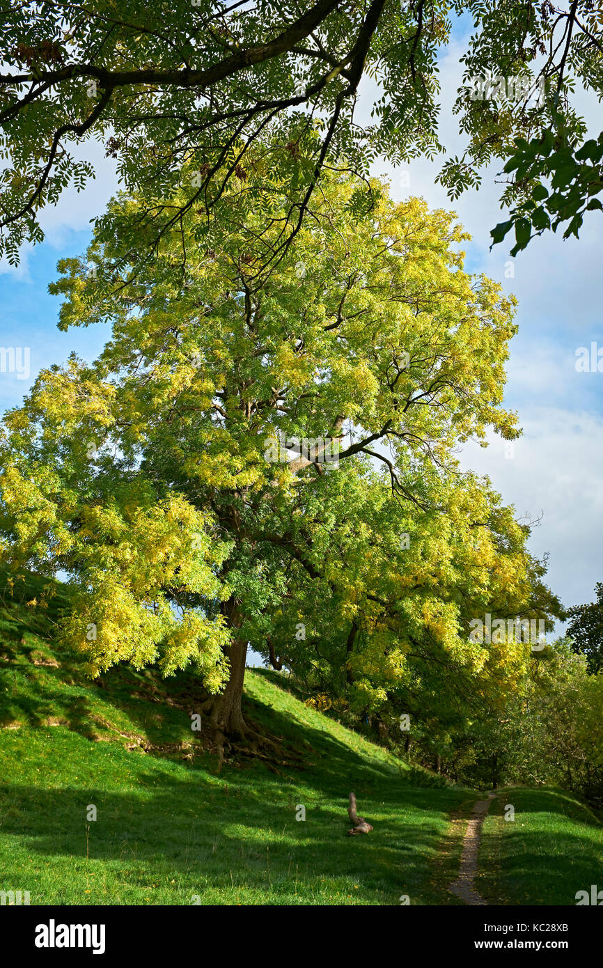 Árbol de ceniza en colores de otoño por el río wharfe. Camine hacia el sur oriente en dalesway desde burnsall hacia drebley a orillas del río wharfe wharfedale. Foto de stock