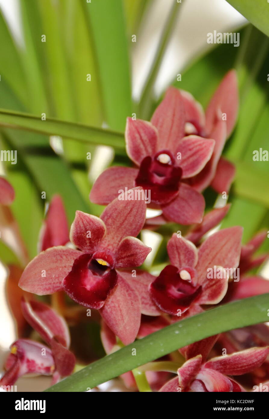 Plantas parasitarias fotografías e imágenes de alta resolución - Alamy