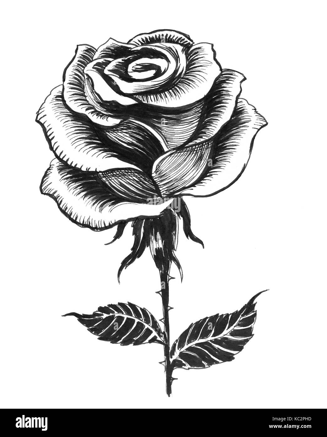 Dibujo en blanco y negro de la tinta de una sola rosa blanca Fotografía de  stock - Alamy