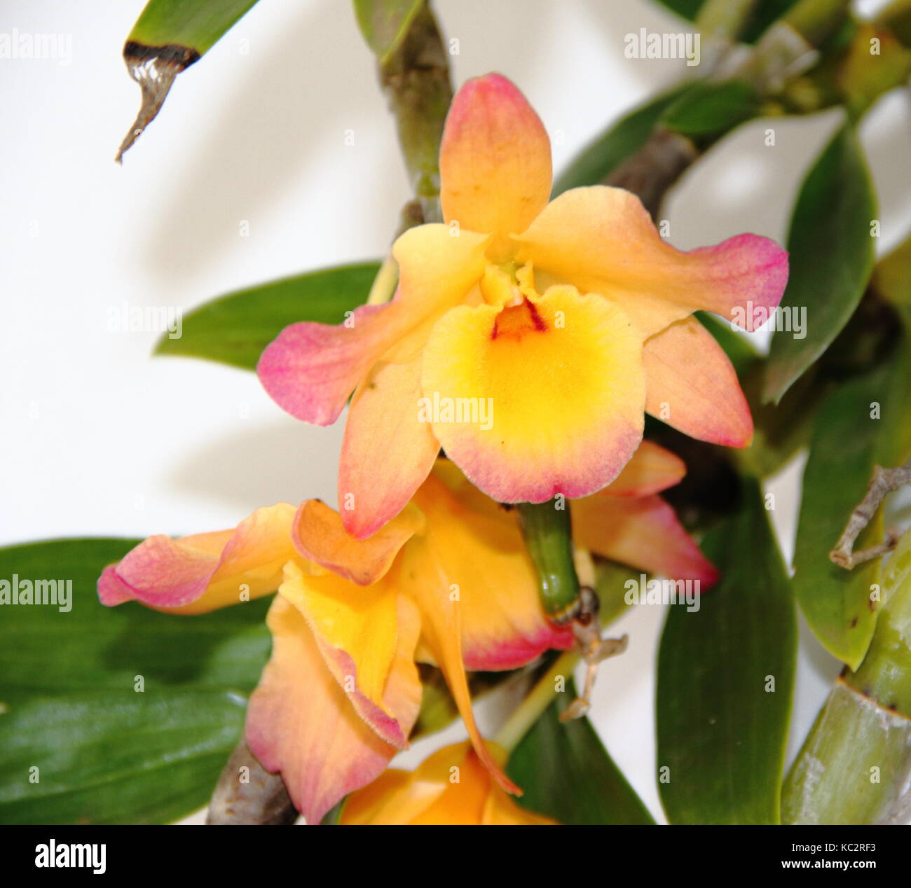 Orquídeas coloridas plantas parásitas floreció en primavera Fotografía de  stock - Alamy