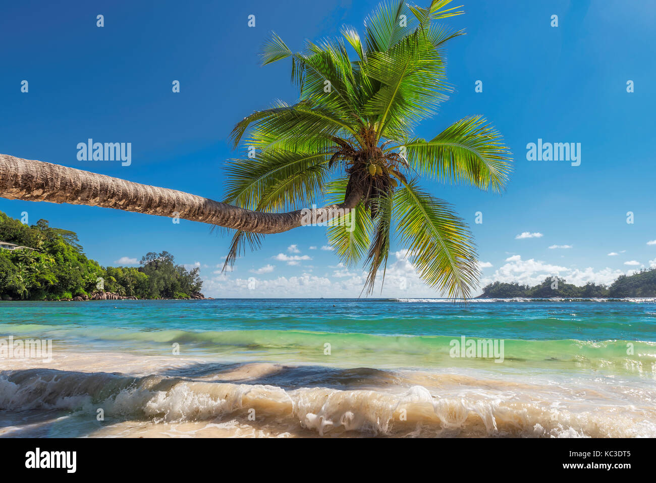 La palmera en playa hermosa. Foto de stock