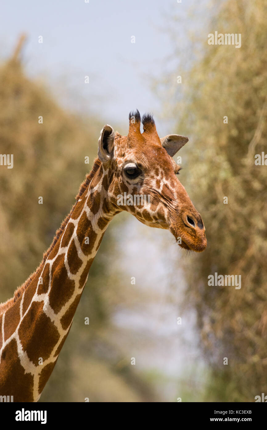 Jirafa reticulada (Giraffa camelopardalis reticulata), Parque Nacional de Samburu Game Reserve, Kenia, África Oriental Foto de stock