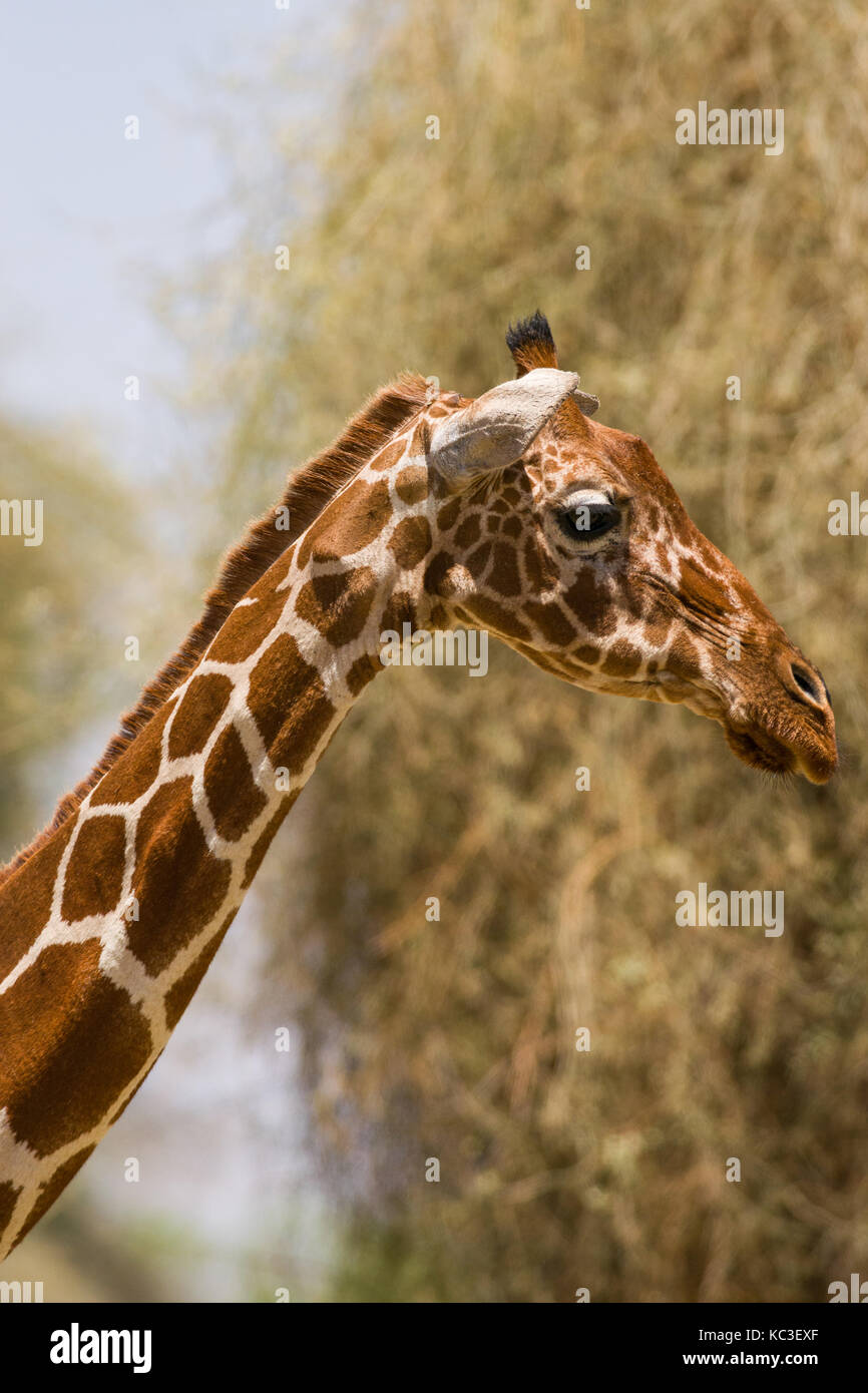 Jirafa reticulada (Giraffa camelopardalis reticulata), Parque Nacional de Samburu Game Reserve, Kenia, África Oriental Foto de stock