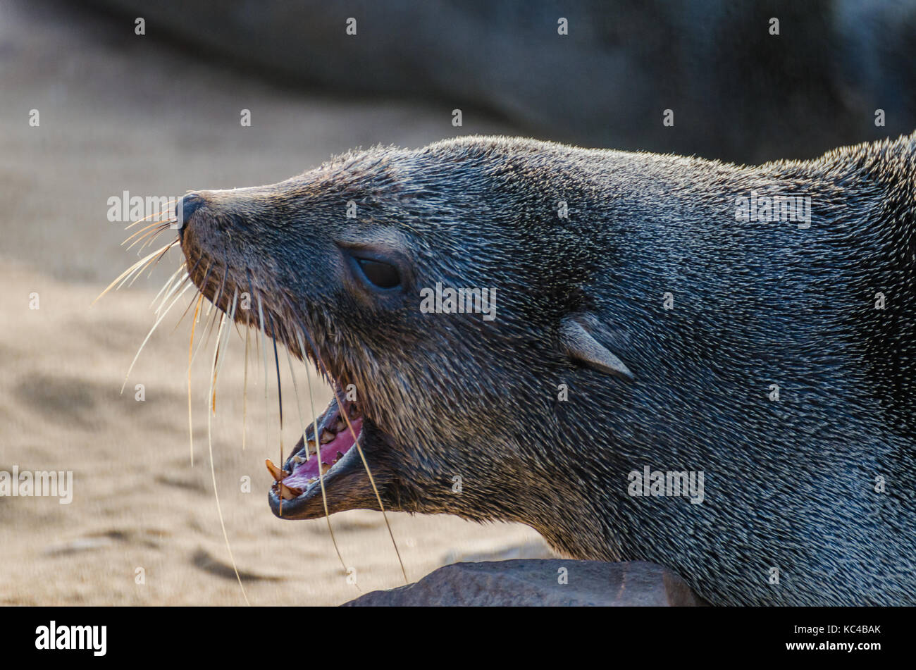 Retrato de hermosa foca peletera sudafricana en gran colonia de focas de Cape Cross, Namibia, Africa del Sur Foto de stock