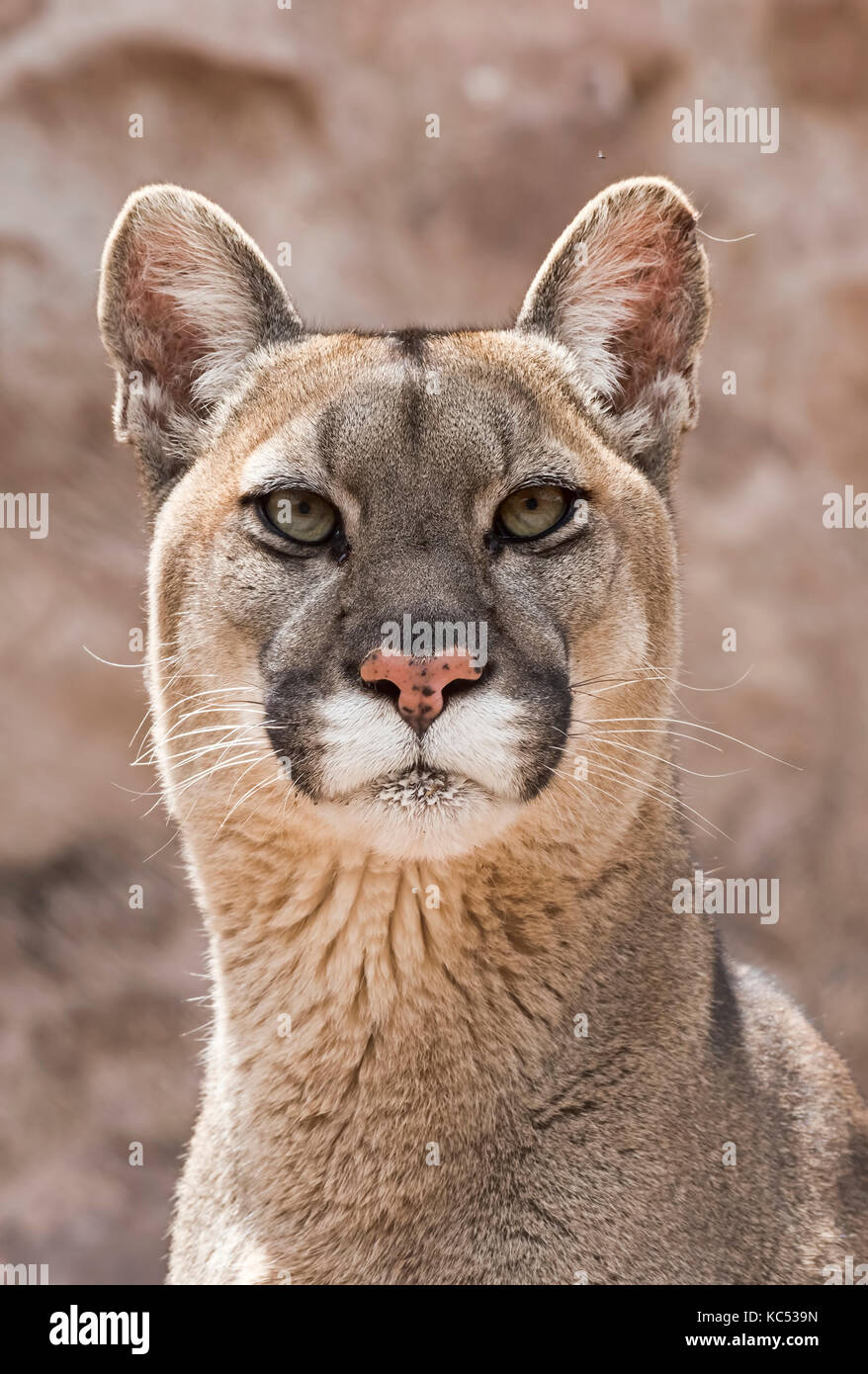 Puma (puma concolor) retrato, cautivo, Andes, Perú Fotografía de stock -  Alamy