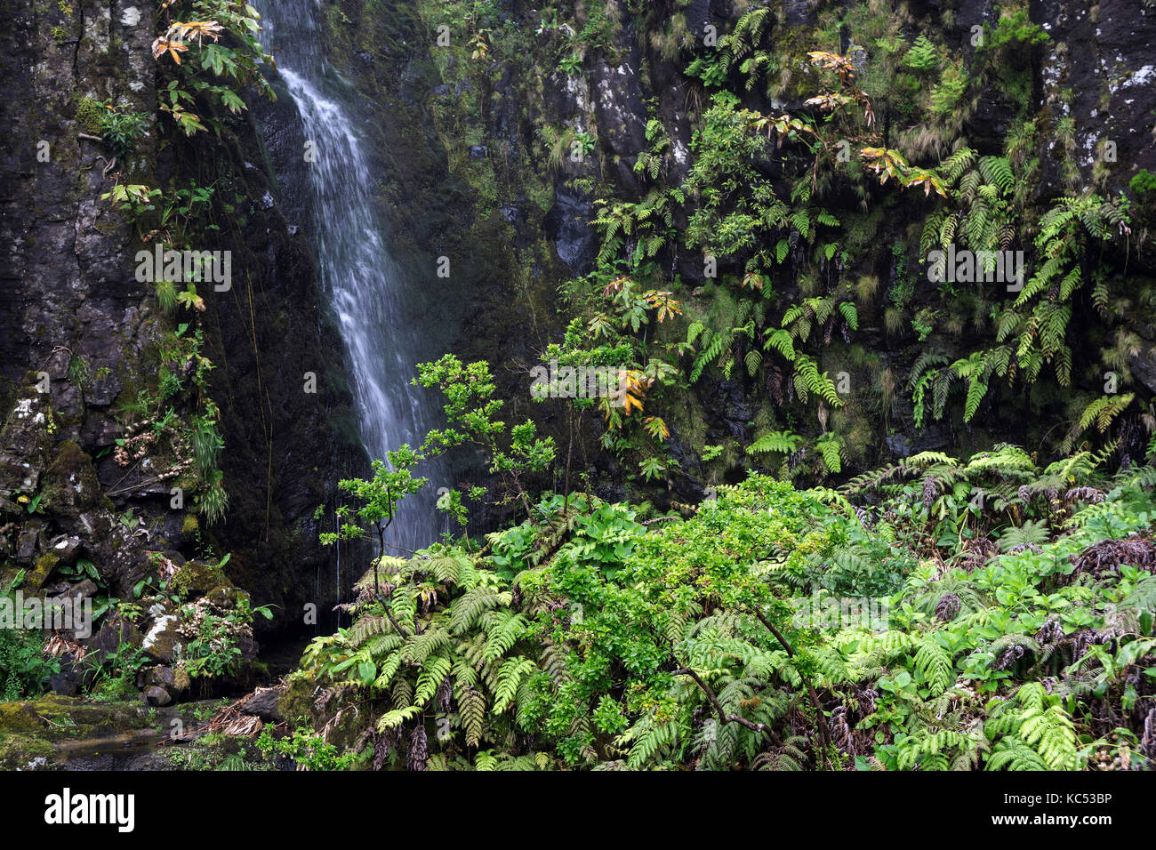 Cascada con la típica vegetación de helechos (tracheophyta), cerca de lajedo, isla de flores, Azores, Portugal Foto de stock