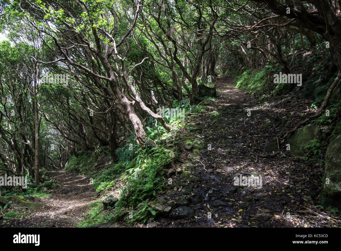 Ruta de senderismo a través de la vegetación típica de la costa noreste cerca de ponta ruiva, isla de flores, Azores, Portugal Foto de stock