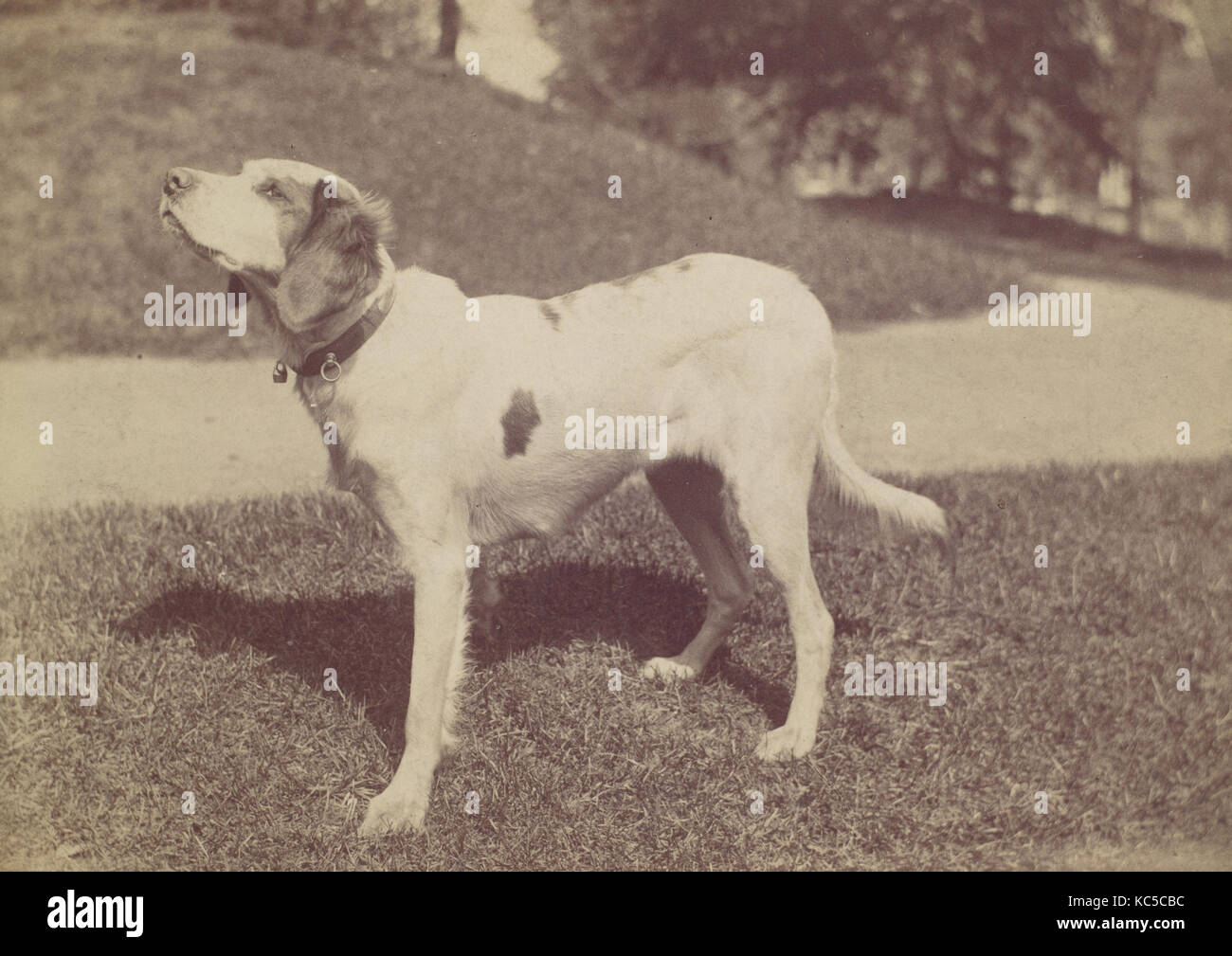 Perro, 1880-90, albúmina imprimir plata, fotografías, desconocido (American Foto de stock