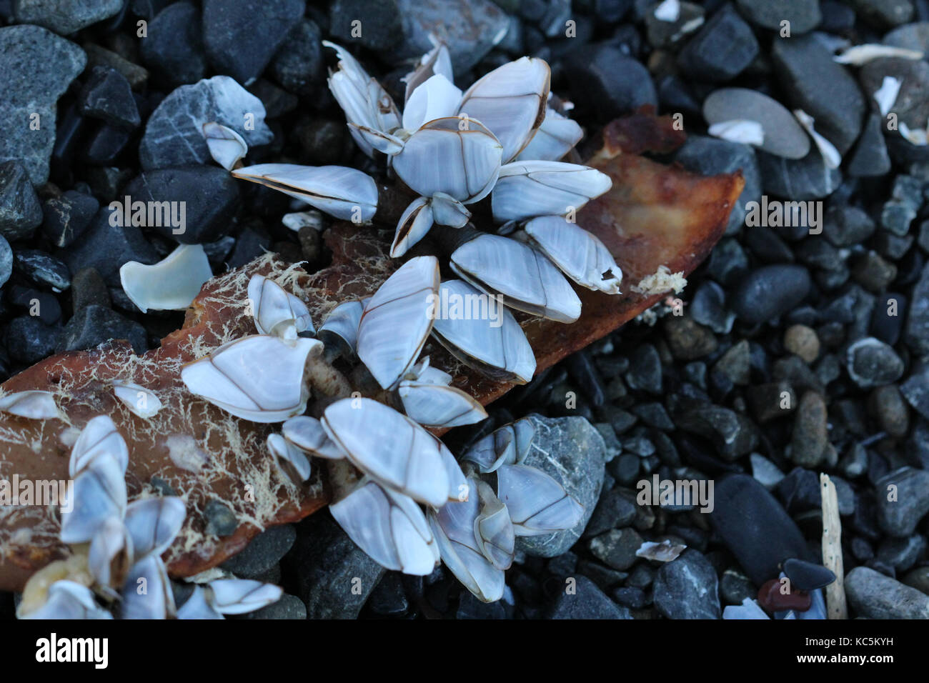 ganso de barnacle Foto de stock