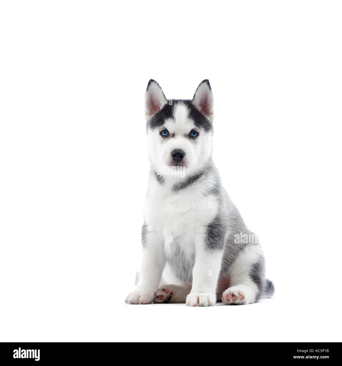 Ccute perro de raza siberian husky con ojos azules y pelo gris Fotografía  de stock - Alamy