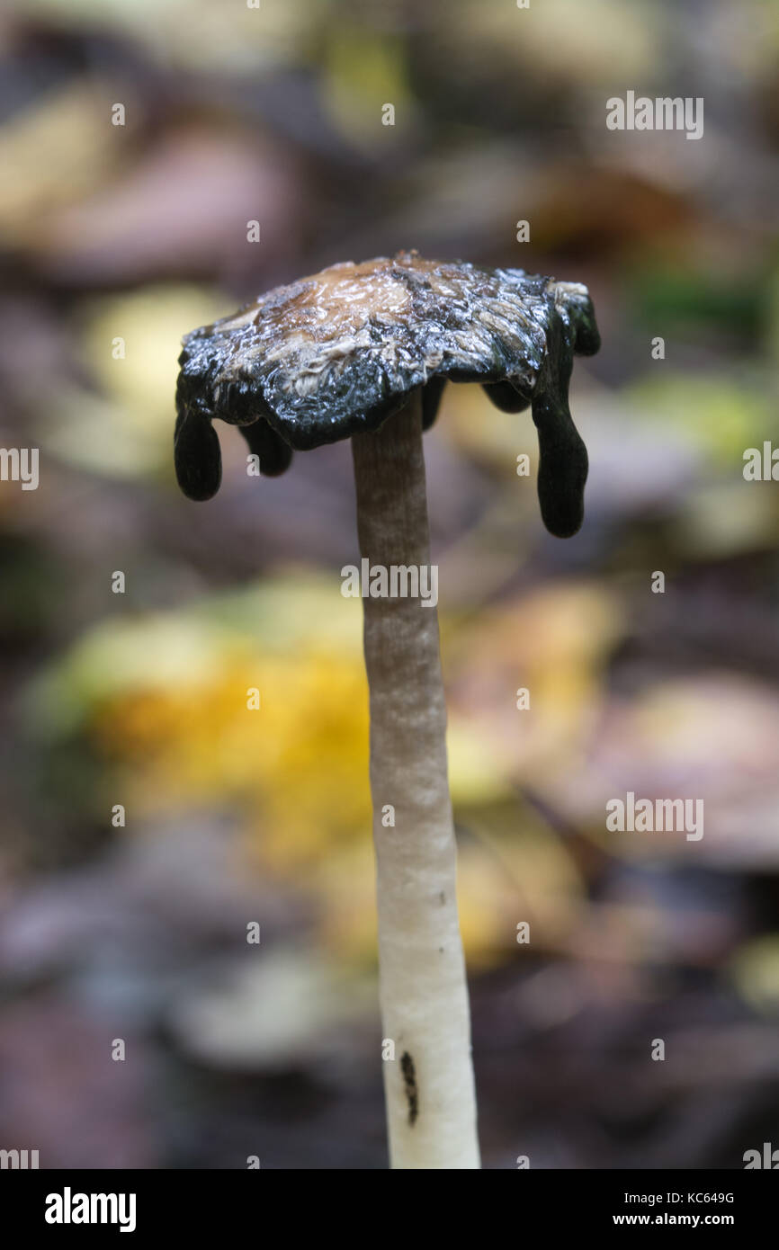 Shaggy tapa tinta toadstool (también llamado peluca, Coprinus comatus abogados) Foto de stock