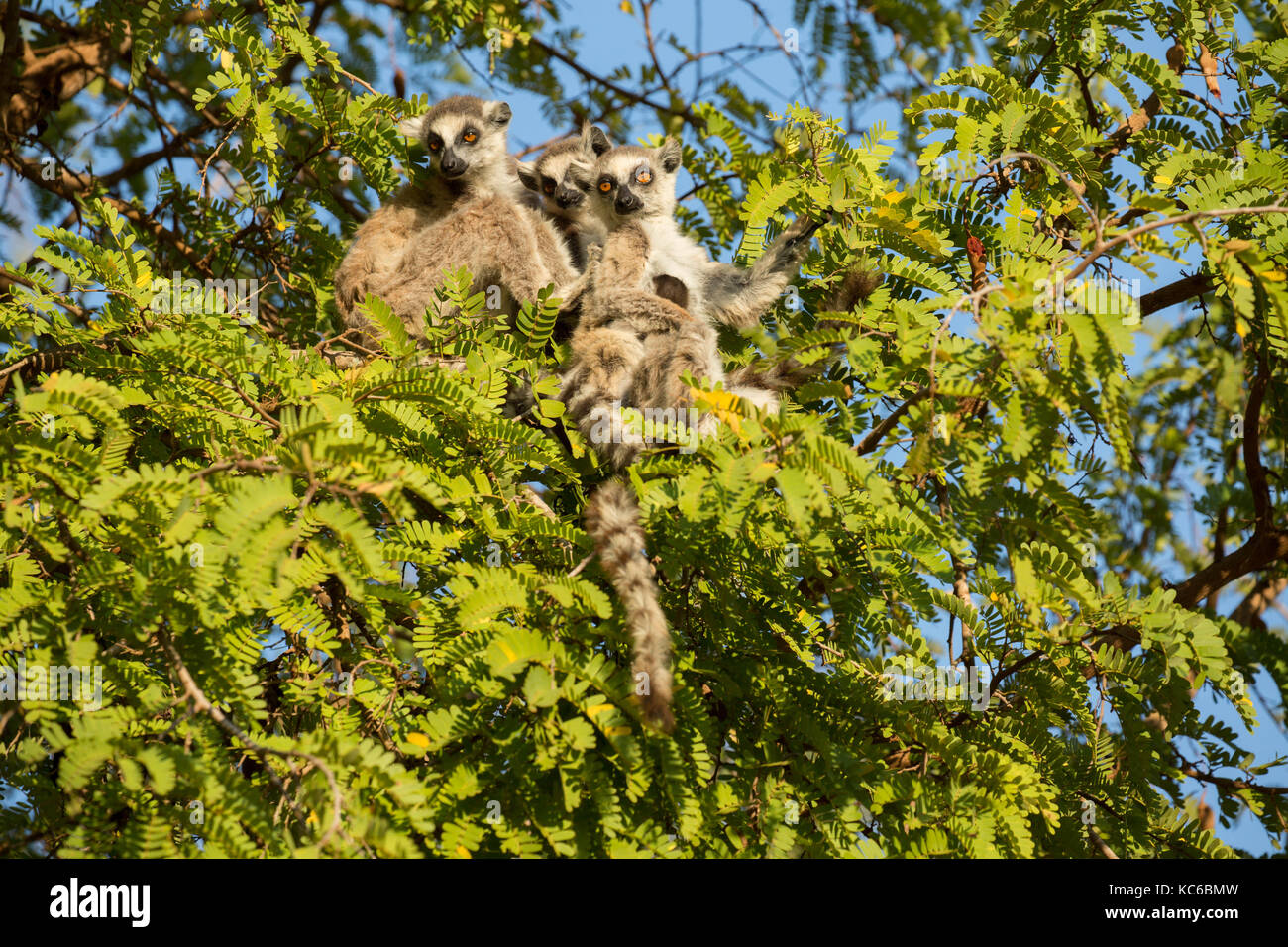África, madgascar, reserva berenty, wild lémures de cola anillada (Lemur catta) en peligro de extinción, sentado en el árbol. Foto de stock