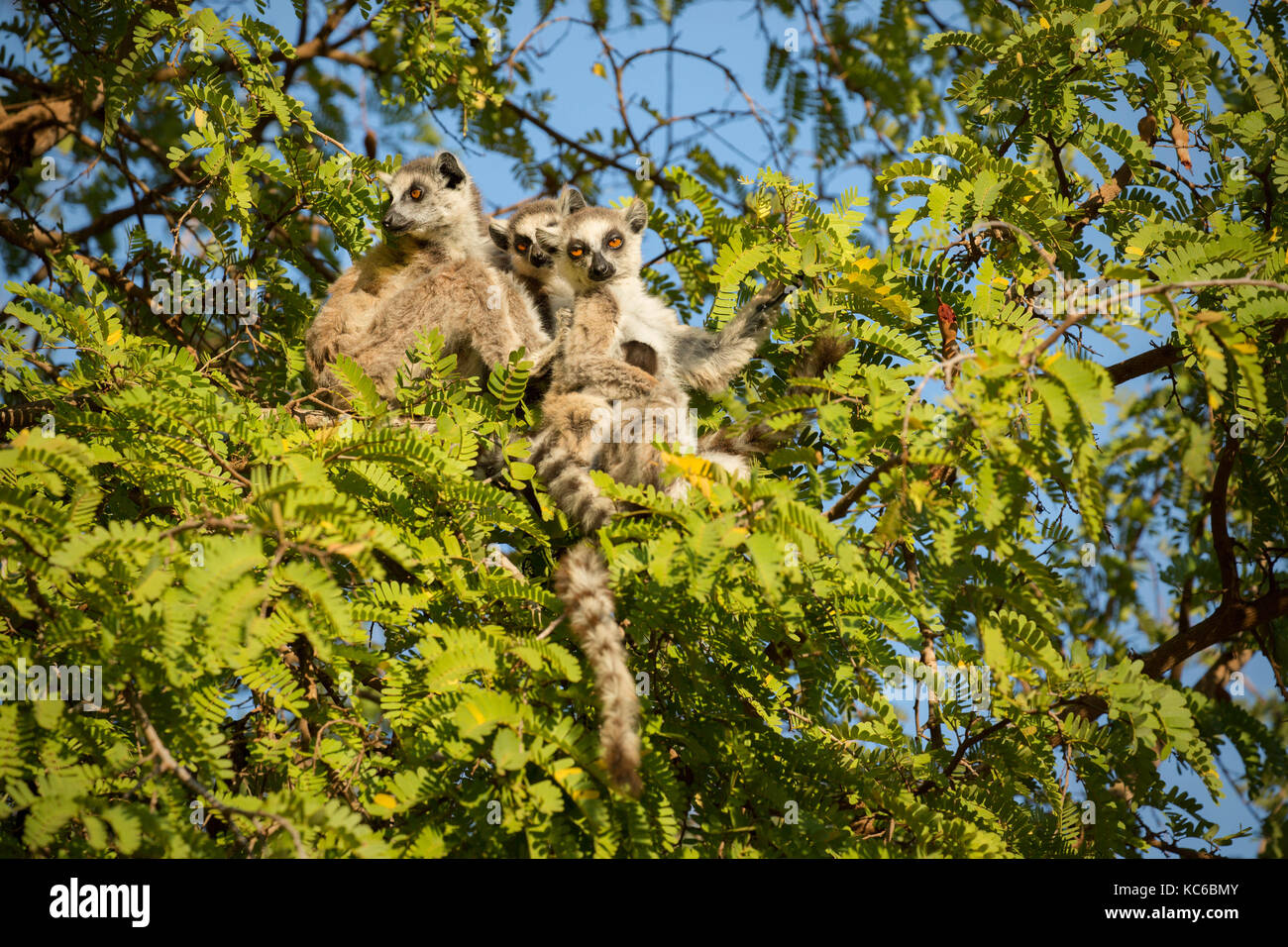 África, madgascar, reserva berenty, wild lémures de cola anillada (Lemur catta) en peligro de extinción, sentado en el árbol. Foto de stock