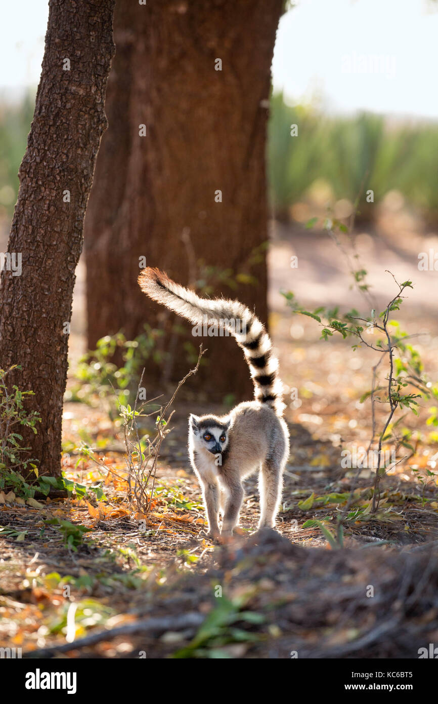 África, madgascar, reserva berenty, wild lémur de cola anillada (Lemur catta) en peligro de extinción Foto de stock