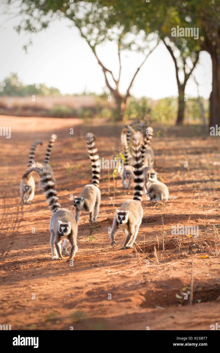 África, madgascar, reserva berenty, wild lémur de cola anillada (Lemur catta) en peligro de extinción Foto de stock