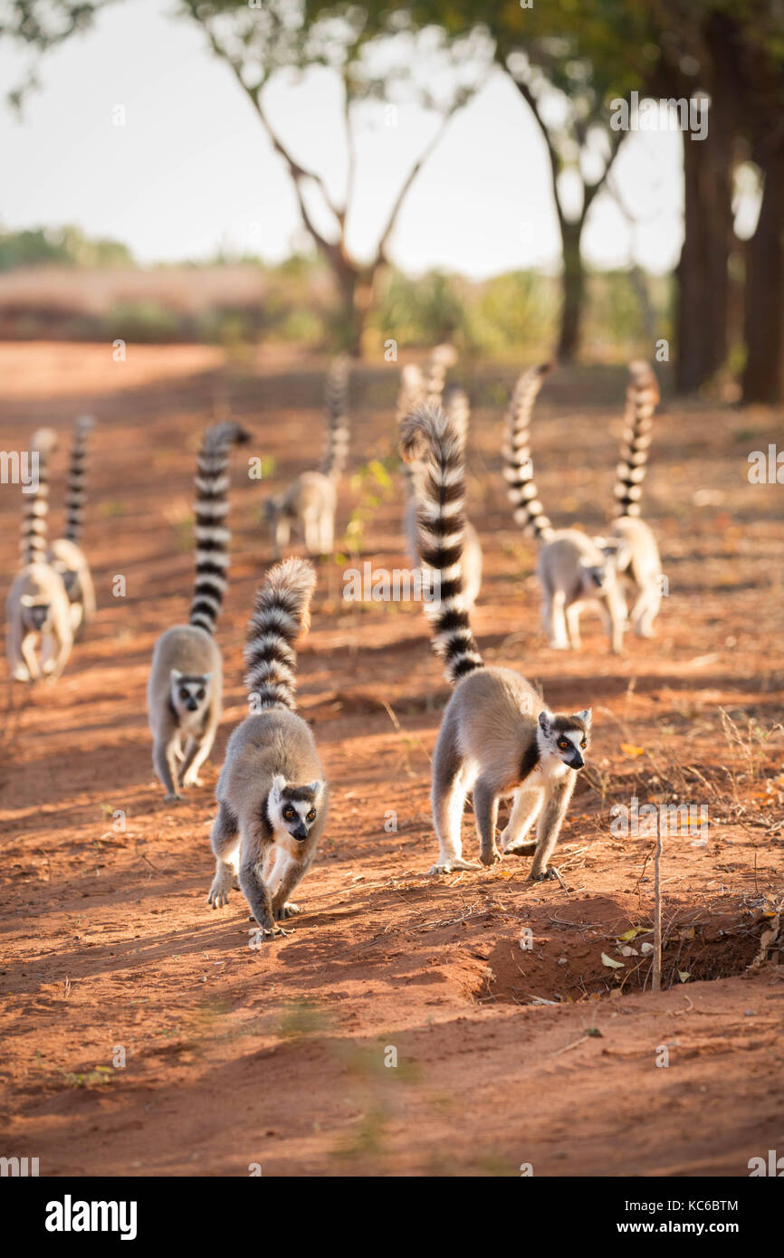 África, Madgascar, Reserva Berenty, Wild lémur de cola anillada (Lemur catta) en peligro de extinción Foto de stock