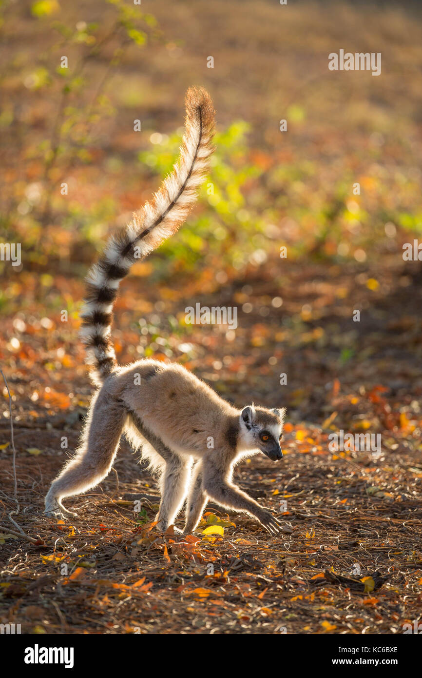 África, Madgascar, Reserva Berenty, Wild lémur de cola anillada (Lemur catta) en peligro de extinción Foto de stock