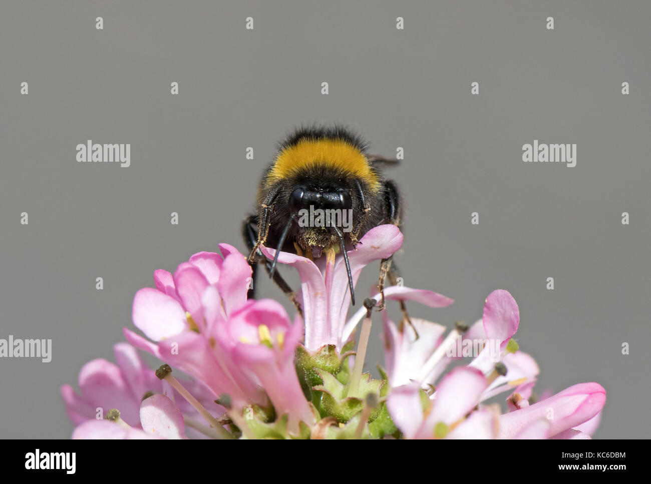 Buff- colas de abejorros Bombus terrestris se alimenta de escallonia 'rosa ELLE UK". Foto de stock