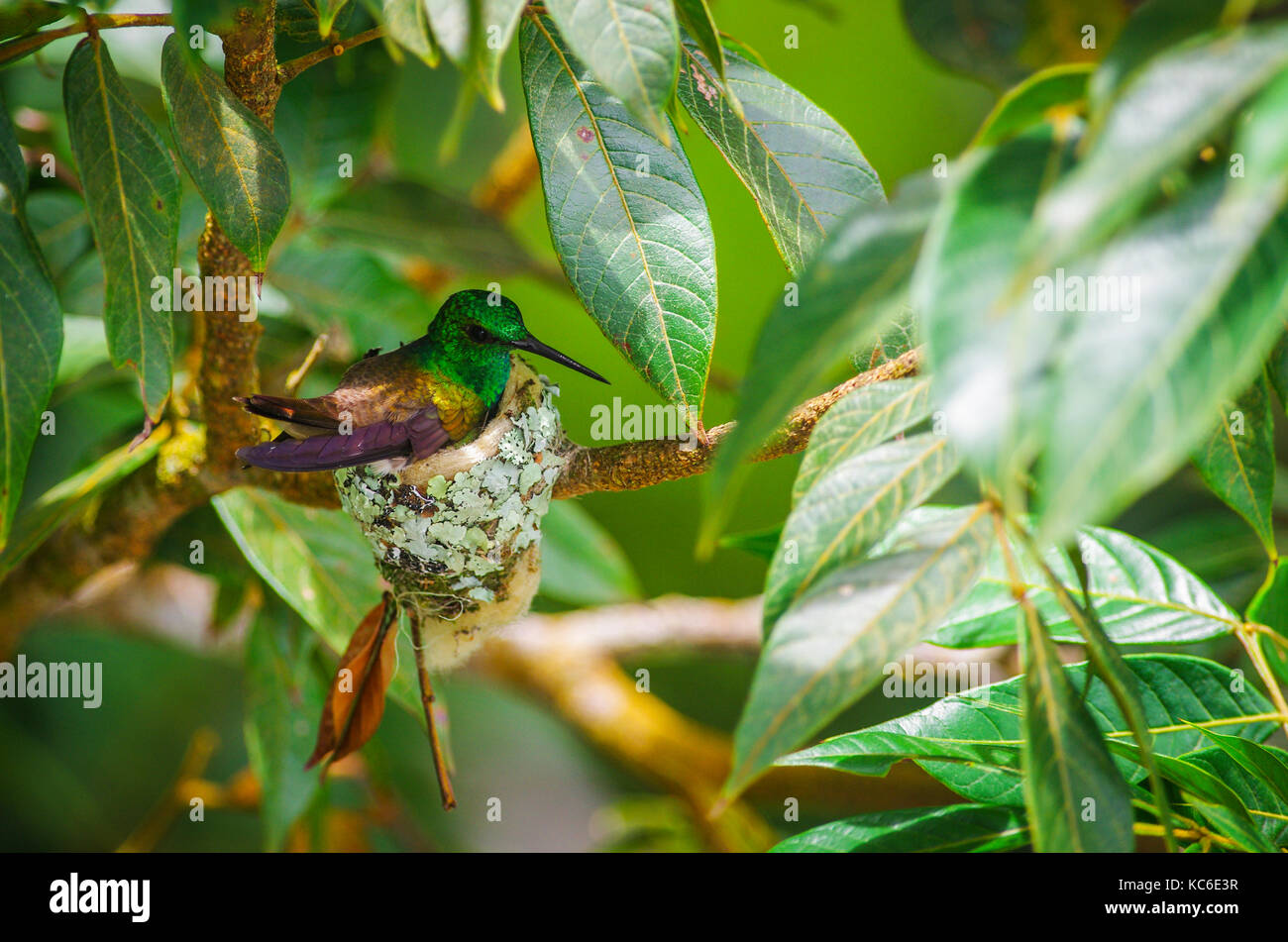 Rufous tailed Hummingbird nest construido de fibra de plantas y hojas muertas y decorado con líquenes y musgos con pájaros jóvenes Foto de stock