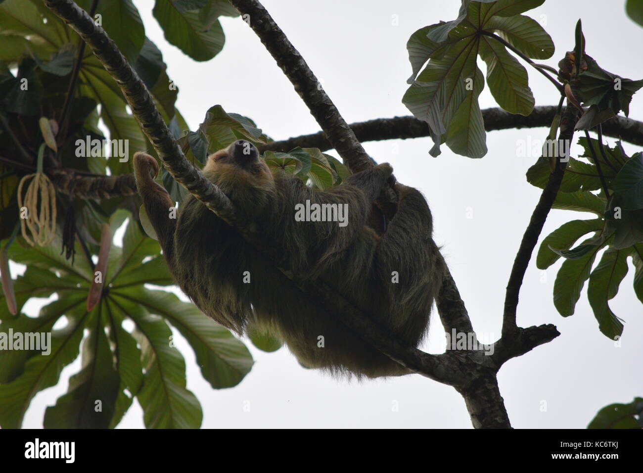 Dos osos perezosos, Choloepus hoffmanni vetado, el Arenal, Costa Rica, Centroamérica Foto de stock