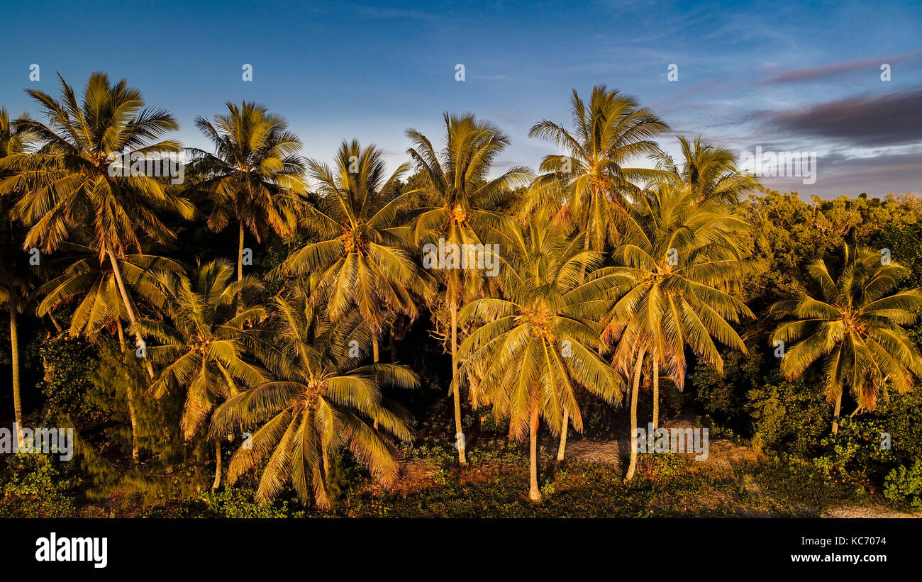 Australia, Queensland, palmeras al anochecer Foto de stock