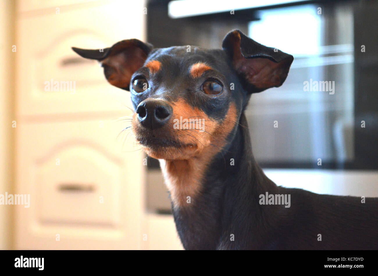 Pinscher enano fotografías e imágenes de alta resolución Alamy