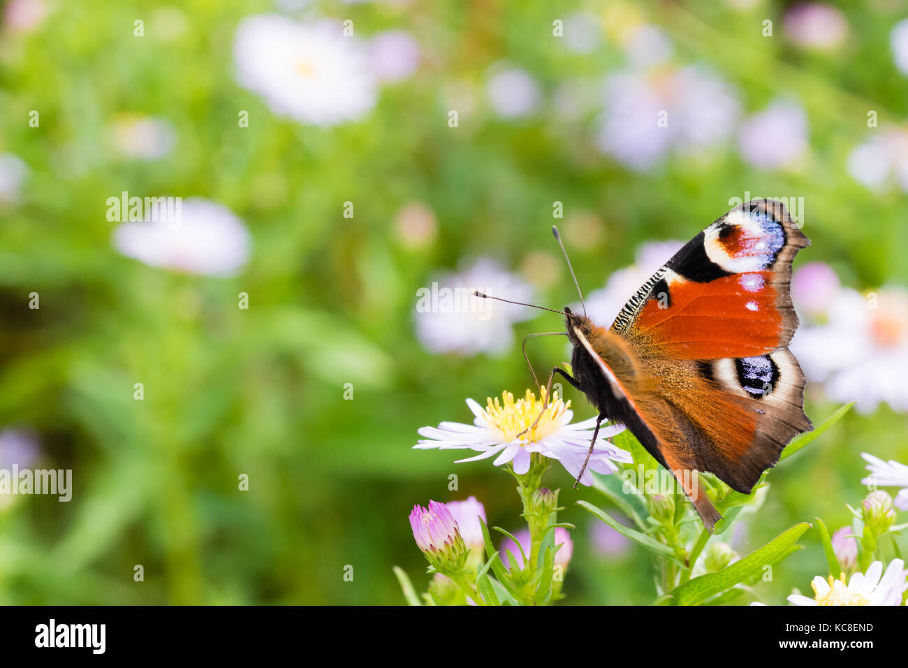 La mariposa pavo real sentado en una flor (Aster amellus) y alimentándose de néctar. También conocido como aglais io, la Unión peacock. cercano con selectiv Foto de stock
