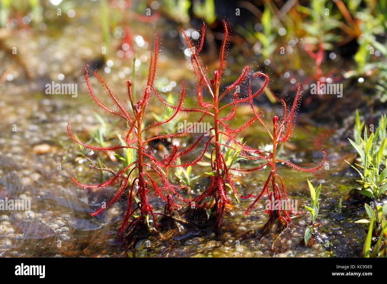 Sundew (drosera indica) con insectos atrapados. La planta carnívora / planta insectívora en hábitat del sudeste asiático Foto de stock