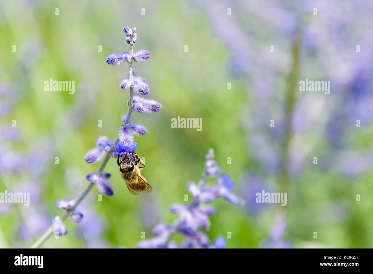 Close-up de abeja pie boca abajo y recogiendo polen de flores de salvia rusa o perovskia atriplicifolia Foto de stock
