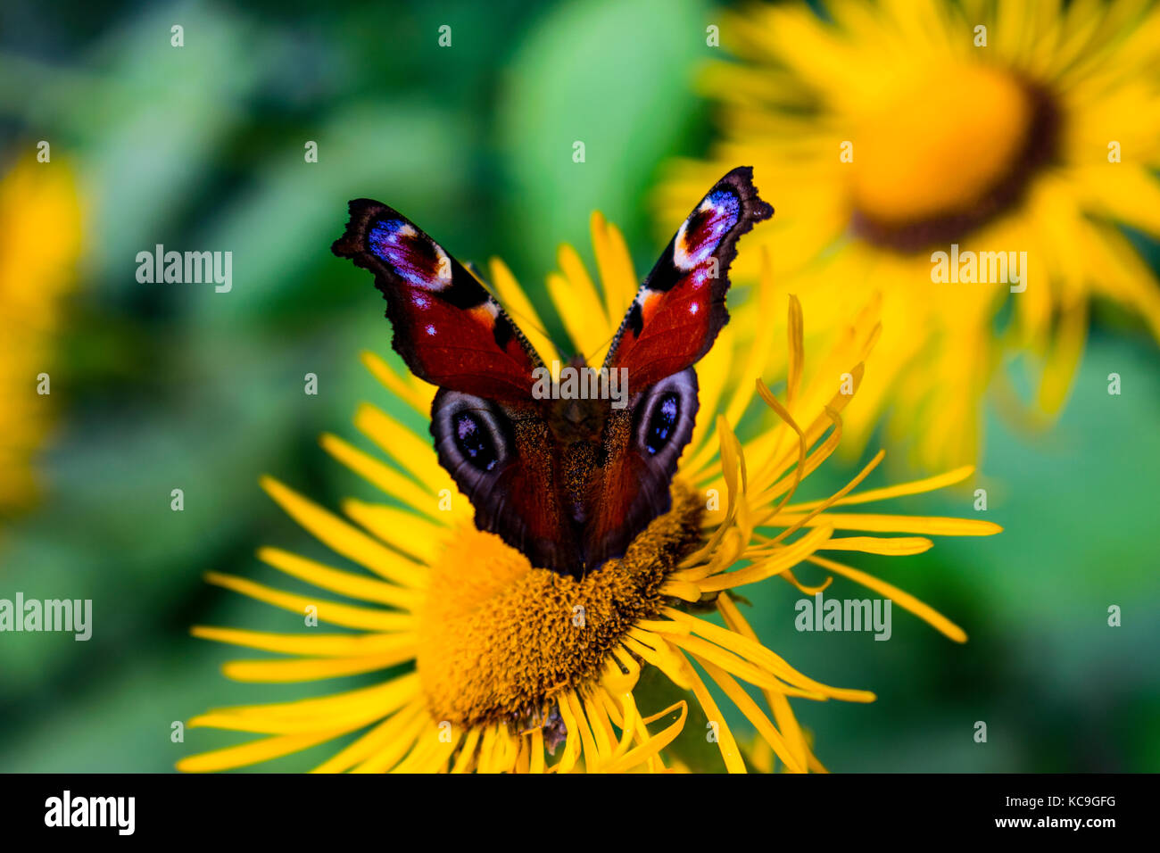 Primer plano de la hermosa mariposa de pavo real europea o Aglais Io recolección de polen de la flor amarilla Foto de stock