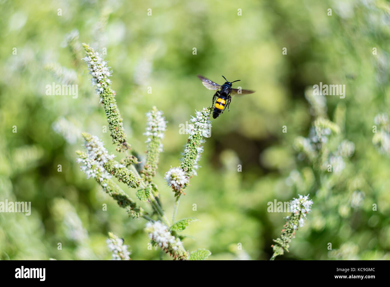 Close-up de insecto negro con rayas amarillas volar lejos de flores después recogiendo polen Foto de stock