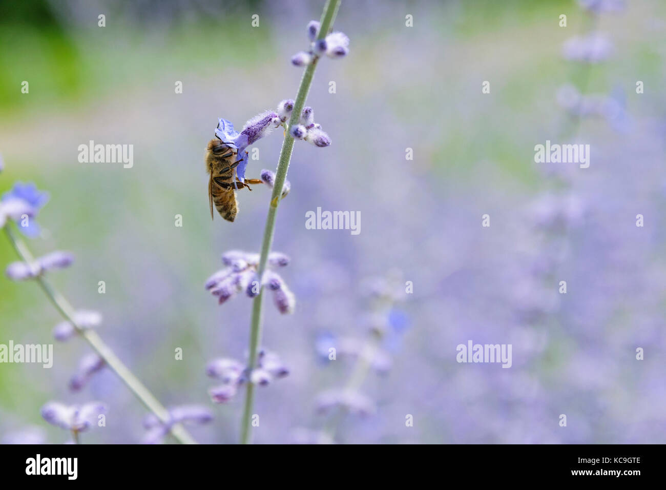 Ángulo lateral cerca de abeja recogiendo polen de flores de salvia rusa o perovskia atriplicifolia Foto de stock