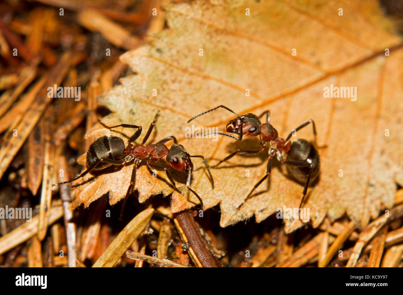 Dos hormigas de madera roja sobre una hoja marrón Foto de stock