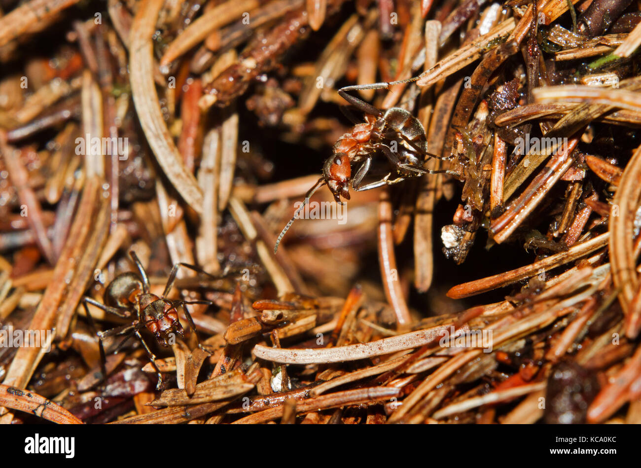 Hormiga de madera roja haciendo una actitud agresiva, listo para pulverizar ácido fórmico en un atacante de su nido Foto de stock