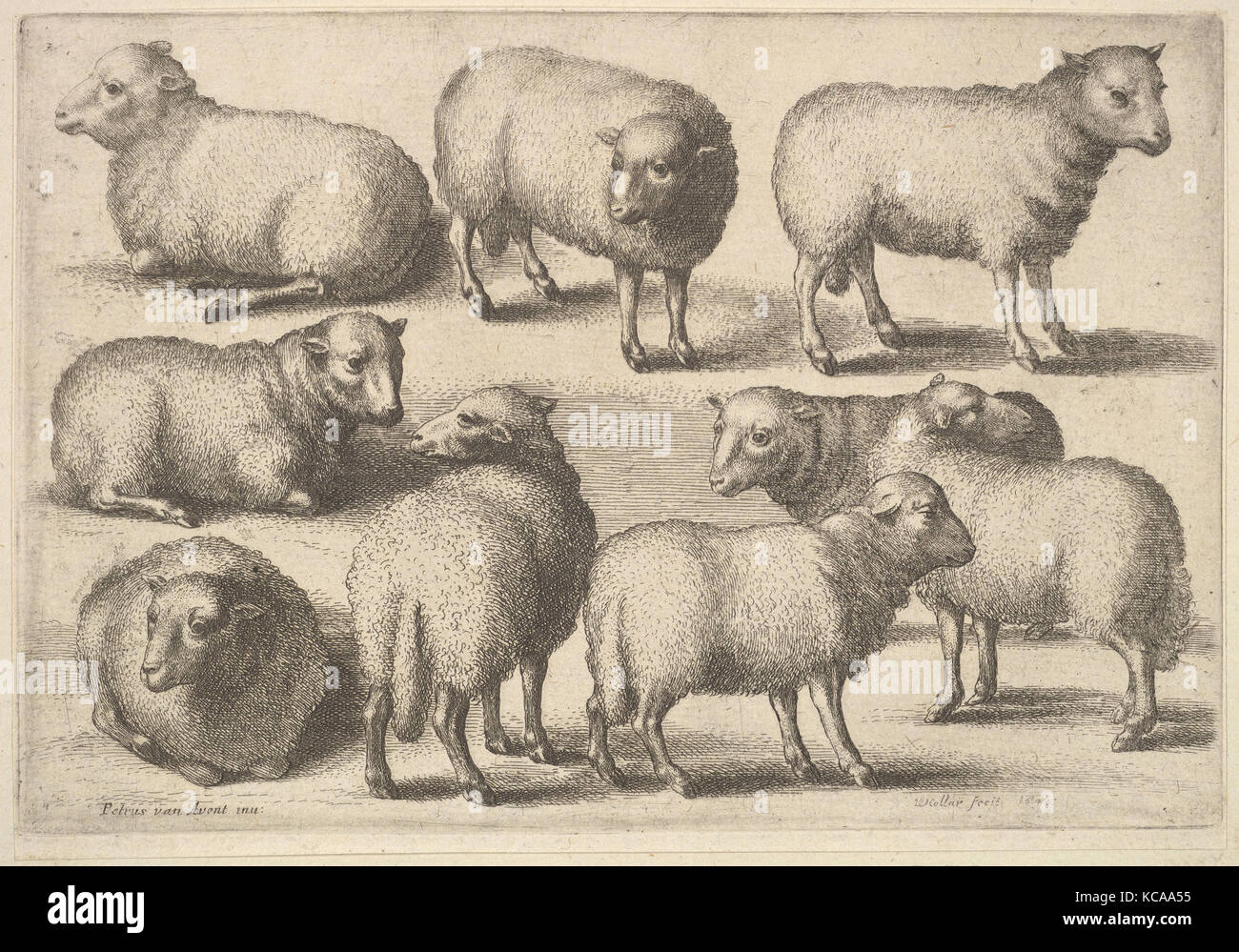 Nueve ovejas fotografías e imágenes de alta resolución - Alamy