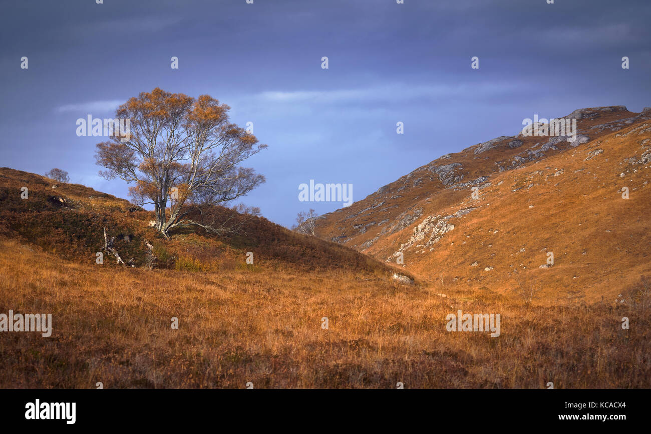Un árbol solitario en la selva de las Highlands escocesas, Escocia, Reino Unido. Foto de stock