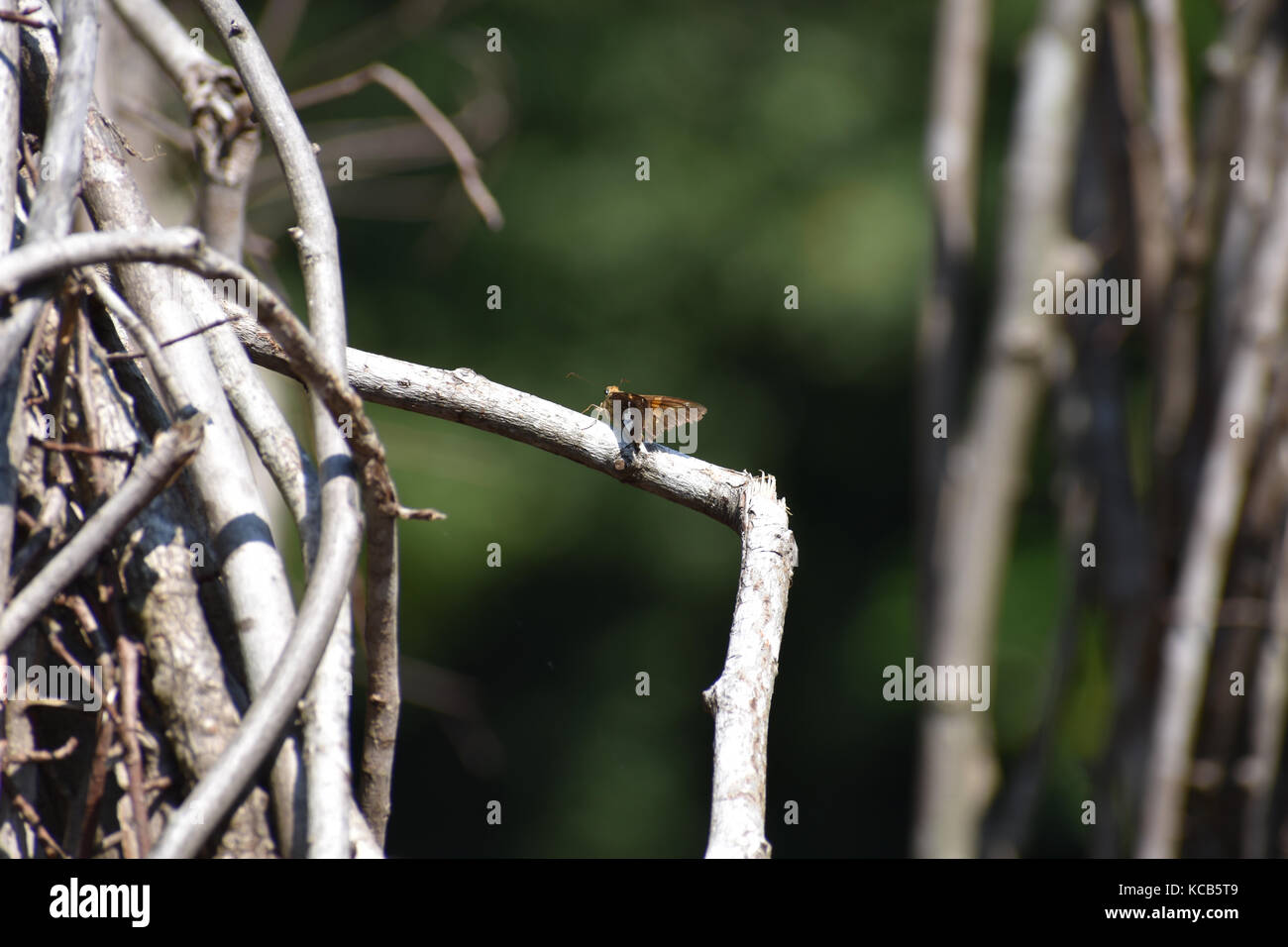 Borde canosos skipper polilla en el bosque. Foto de stock