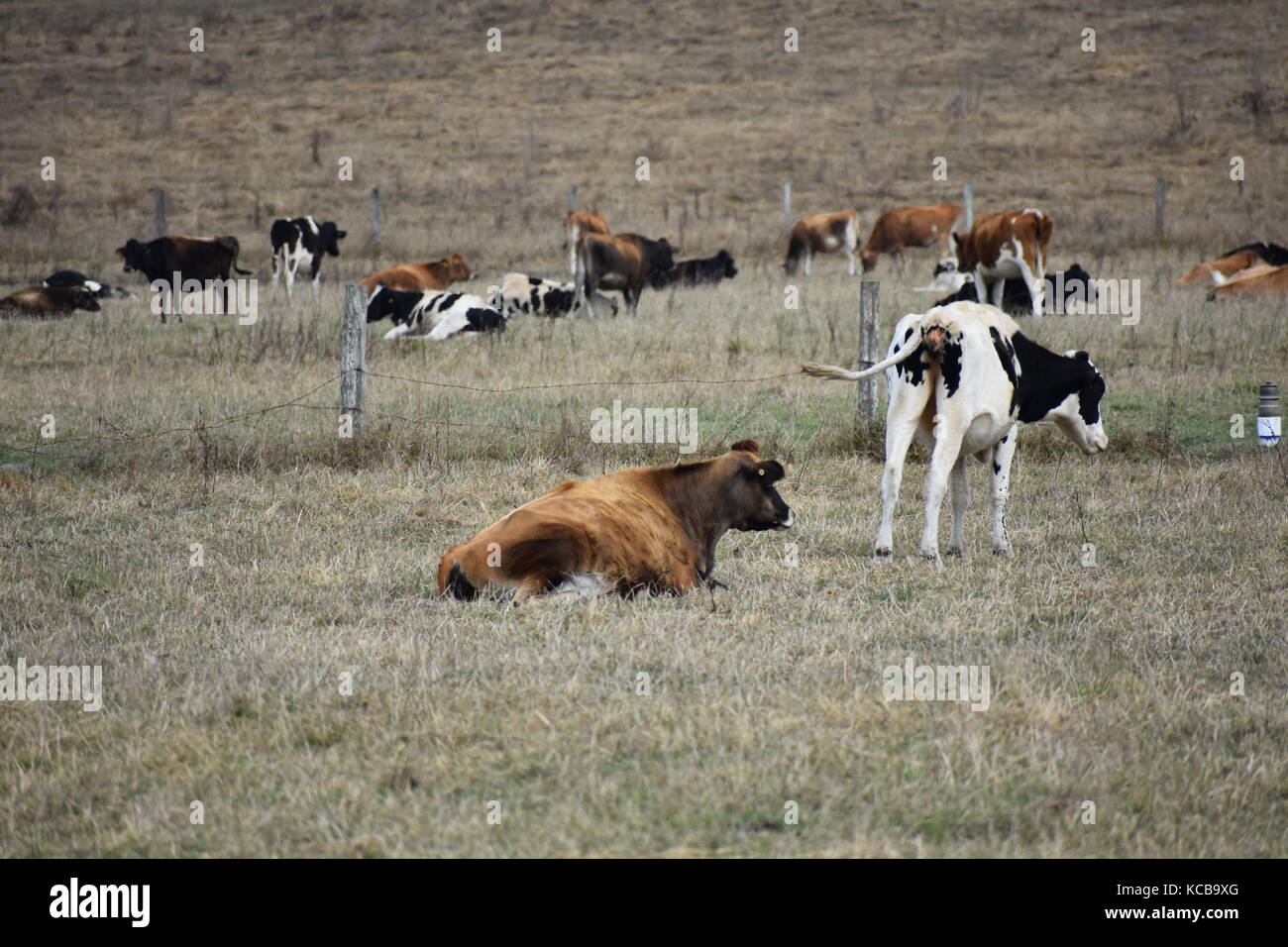 En una granja de vacas Foto de stock