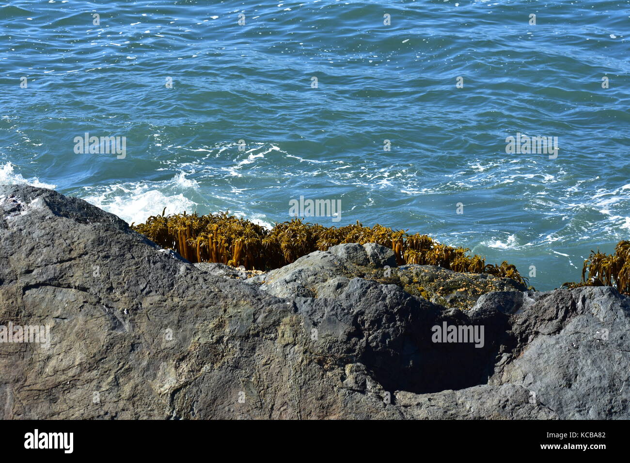 Las algas sobre una roca Foto de stock