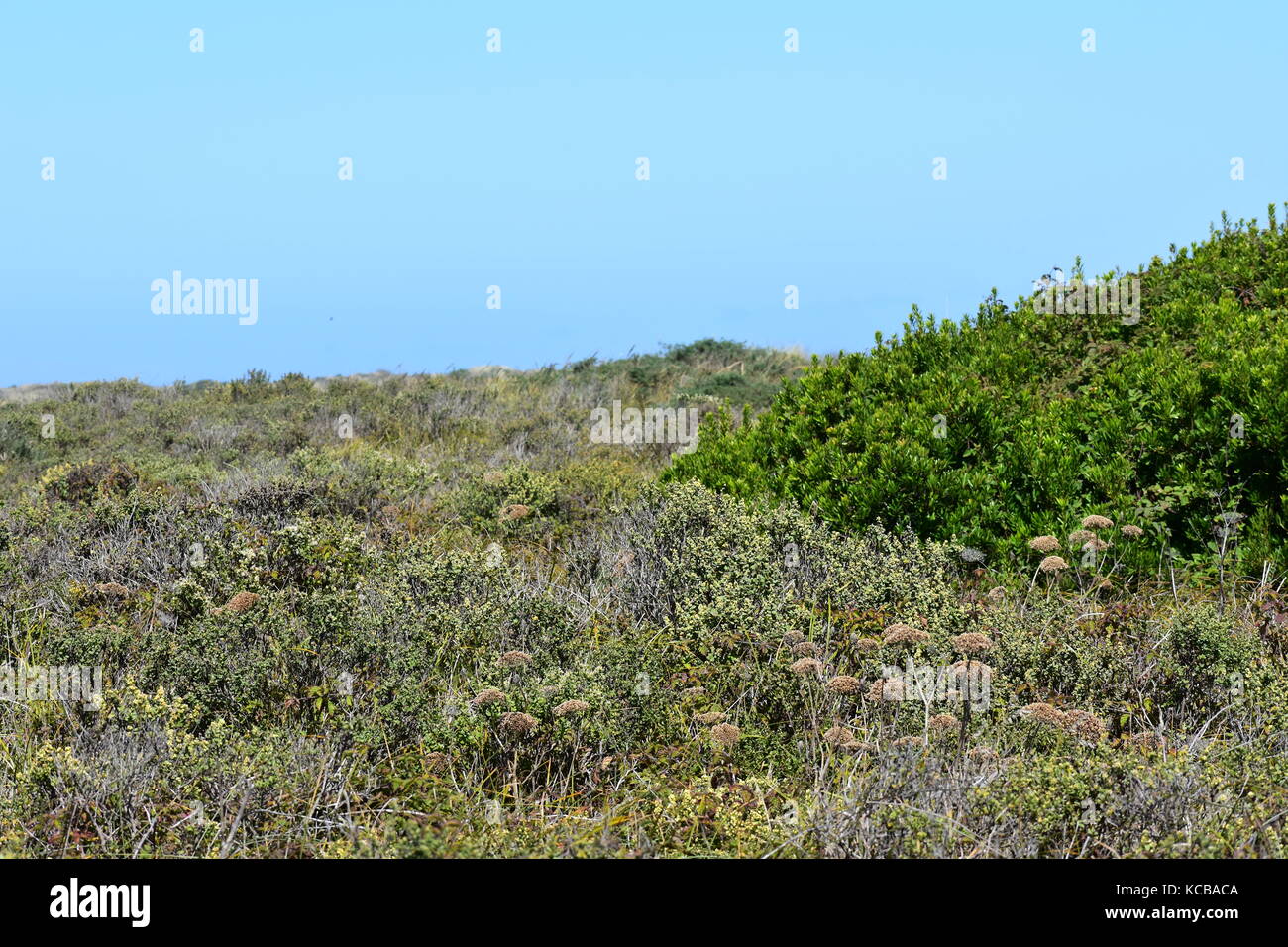 Los arbustos de la playa Las dunas Foto de stock