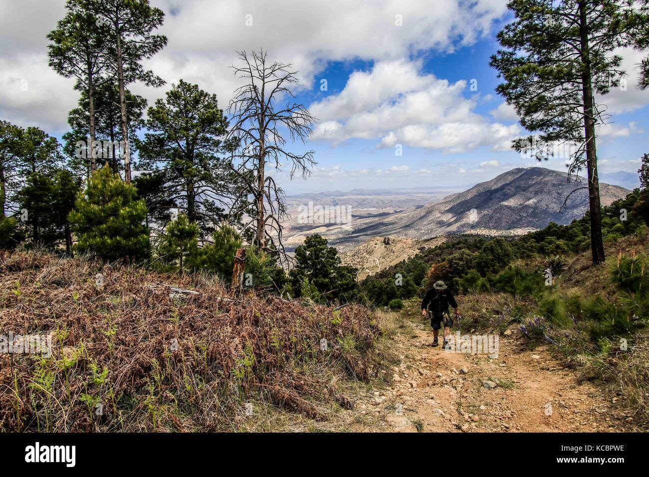 Bosque de pinos en lo alto de la sierra elenita en Cananea, Sonora