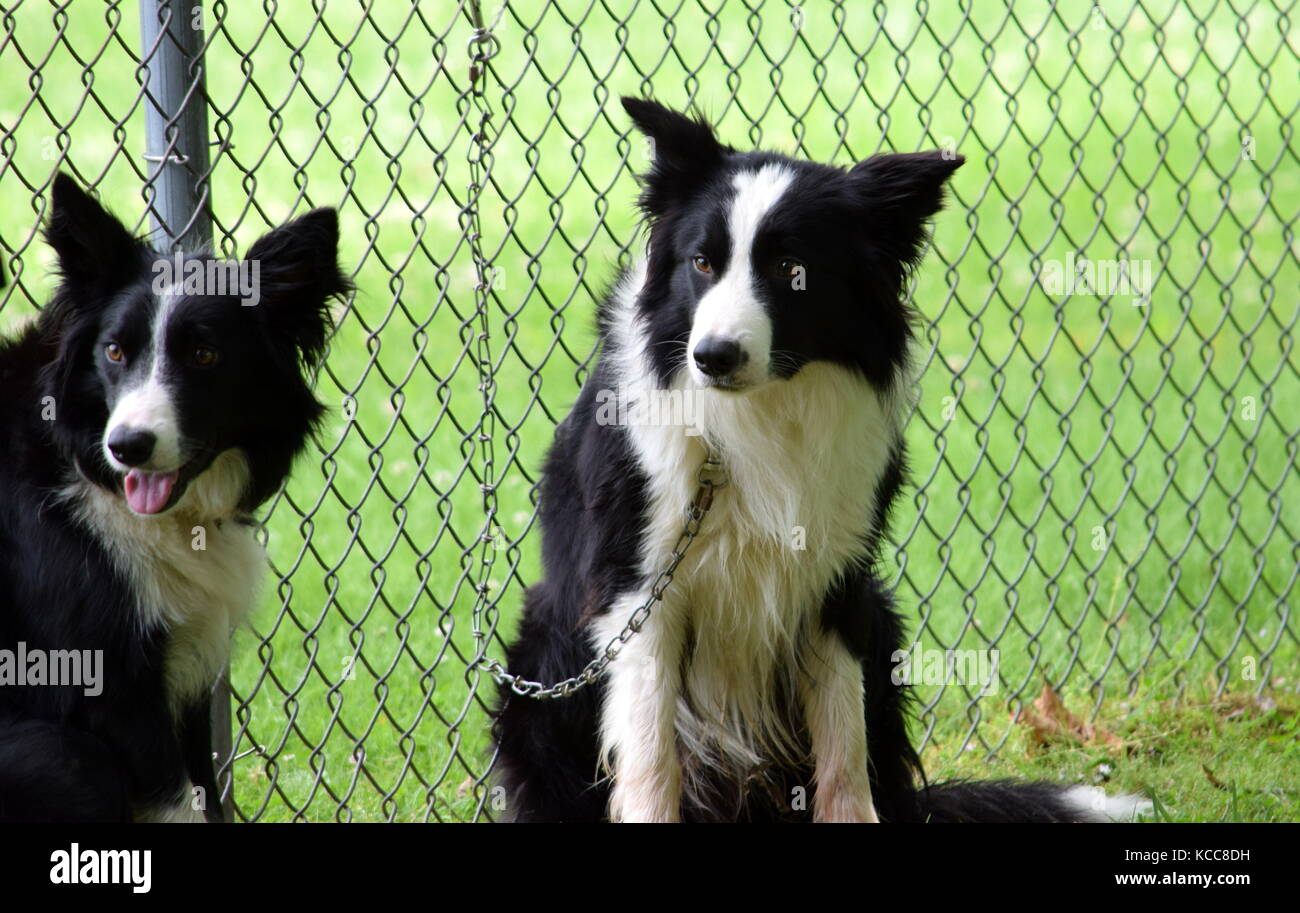 collies de frontera Foto de stock