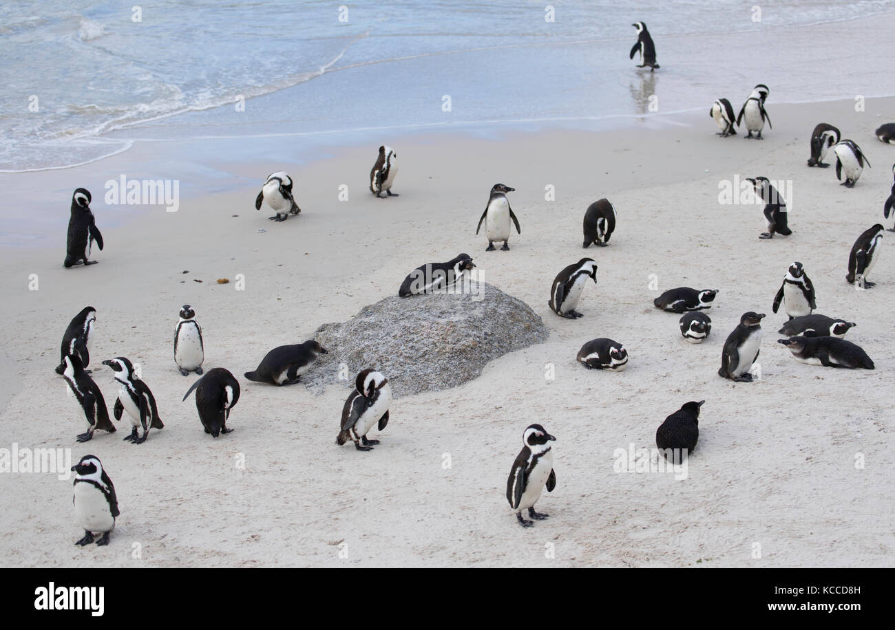 Los pingüinos africanos (pingüinos Jackass) en la playa Boulders, Simon
